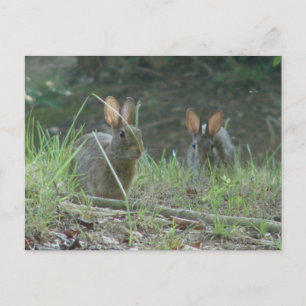 Wilde konijnen Eastern Cottontail Pair Apparel Gif Briefkaart