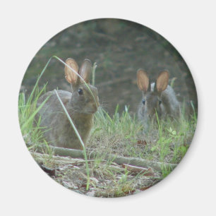 Wilde konijnen Eastern Cottontail Pair Apparel Gif Magneet