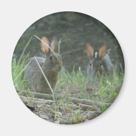 Wilde konijnen Eastern Cottontail Pair Apparel Gif Magneet (Voorkant)