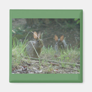 Wilde konijnen Eastern Cottontail Pair Apparel Gif Magneet