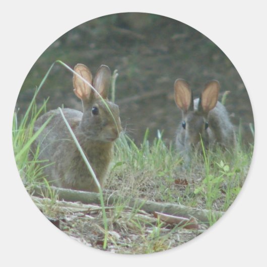 Wilde konijnen Eastern Cottontail Pair Apparel Gif Ronde Sticker (Voorkant)