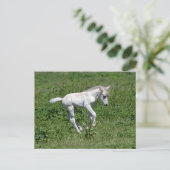wilde konik foal , briefkaart (Staand voorkant)