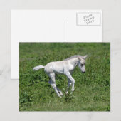 wilde konik foal , briefkaart (Voorkant / Achterkant)