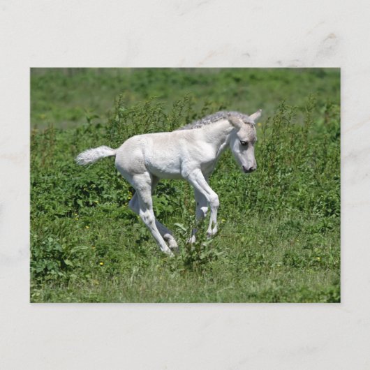 wilde konik foal , briefkaart (Voorkant)