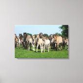 Wilde kudde Duelmen Ponies met veulens. Canvas Afdruk (Voorkant)