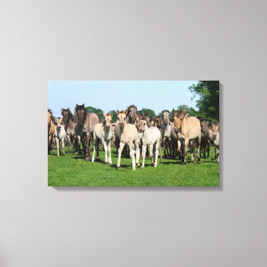 Wilde kudde Duelmen Ponies met veulens. Canvas Afdruk (Voorkant)