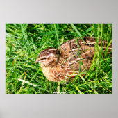 Wilde Kwartel Poster (Voorkant)