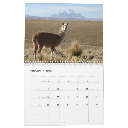 Wilde lama's en alpaca's kalender (Feb 2026)