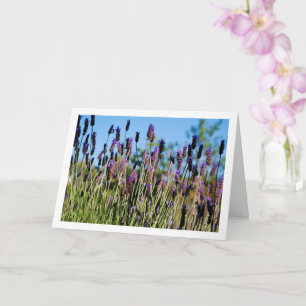 Wilde Lavendel Blauwe Lucht Portret Kaart