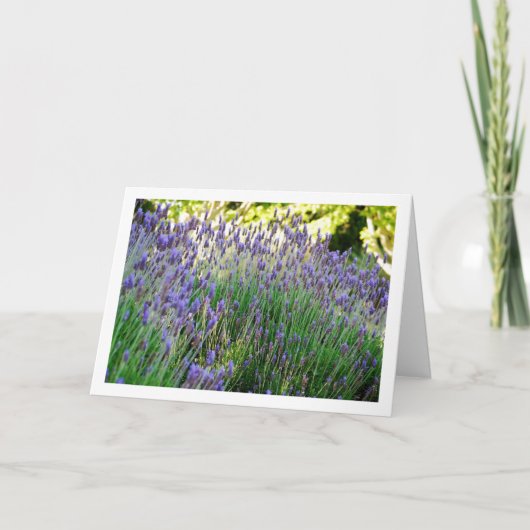 Wilde Lavendel Portret Kaart (Voorkant)