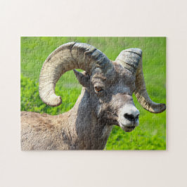 Wilde leven Canada. Dikhoornschaap. Legpuzzel