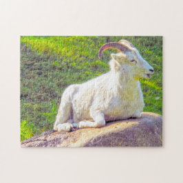 Wilde leven Canada. Dikhoornschaap. Legpuzzel