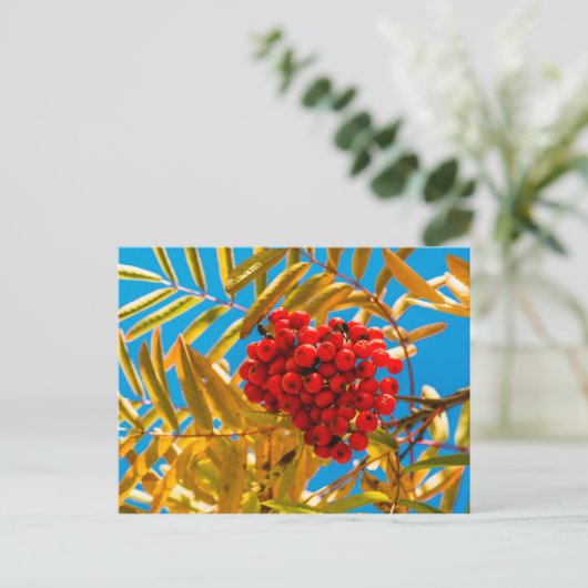 Wilde lijsterbes briefkaart (Staand voorkant)