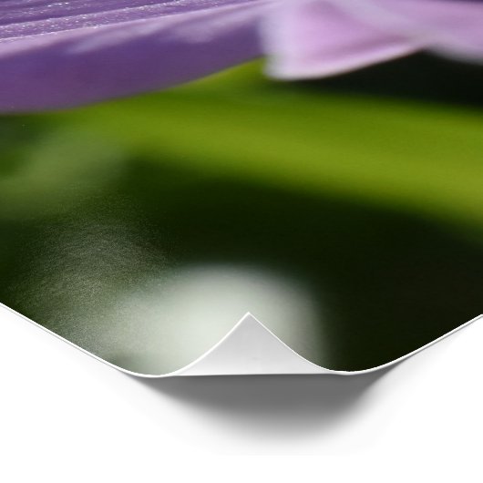 Wilde lila anemonenbloem in Paphos, Cyprus Perfect Poster (Hoek)