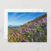 Wilde lupine en penseel briefkaart (Voorkant / Achterkant)