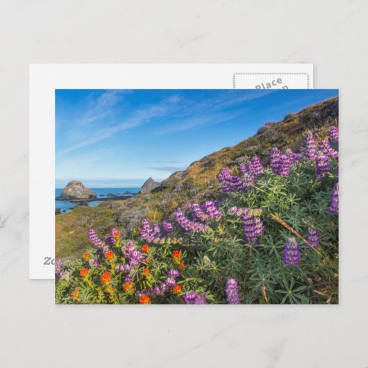 Wilde lupine en penseel briefkaart (Voorkant / Achterkant)