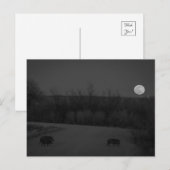 wilde maan briefkaart (Voorkant / Achterkant)