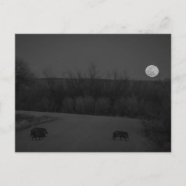 wilde maan briefkaart