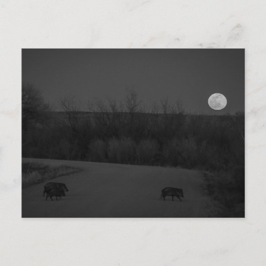 wilde maan briefkaart (Voorkant)