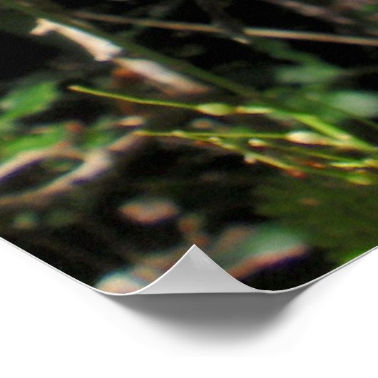 Wilde Macadamia-notenboom in bloom Poster (Hoek)