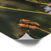 Wilde madeliefjes in een veld poster (Hoek)