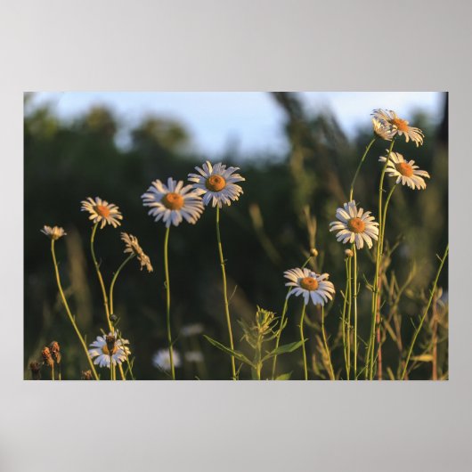 Wilde madeliefjes in een veld poster (Voorkant)