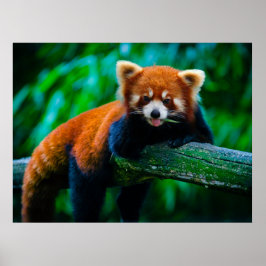 Wilde Majesteit Roofdier Postercollectie Poster