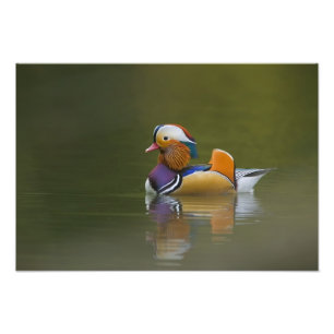 Wilde Mandarijneend Aix galericulata) op donker Foto Afdruk