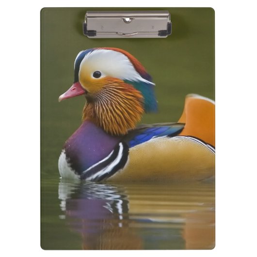 Wilde Mandarijneend Aix galericulata) op donker Klembord (Voorkant)
