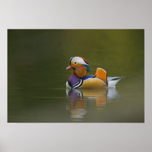 Wilde Mandarijneend Aix galericulata) op donker Poster