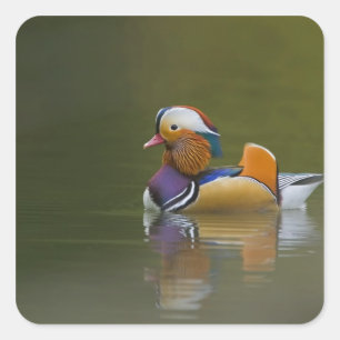 Wilde Mandarijneend Aix galericulata) op donker Vierkante Sticker
