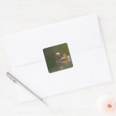 Wilde Mandarijneend Aix galericulata) op donker Vierkante Sticker (Envelop)
