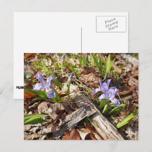 wilde miniatuur-irissen briefkaart (Voorkant / Achterkant)