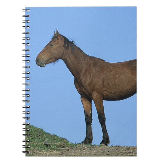 Wilde Mustang Paard Notitieboek (Voorkant)