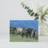 Wilde Mustang-paarden in de bergen Briefkaart (Staand voorkant)