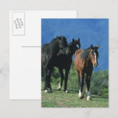 Wilde Mustang-paarden in de bergen Briefkaart (Voorkant / Achterkant)