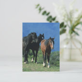 Wilde Mustang-paarden in de bergen Briefkaart (Staand voorkant)