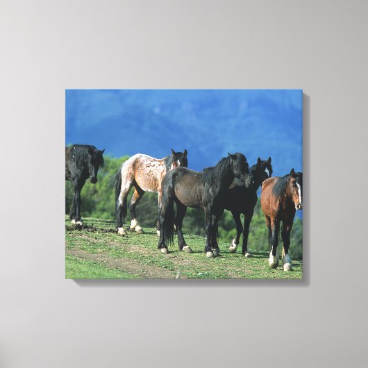 Wilde Mustang-paarden in de bergen Canvas Afdruk (Voorkant)