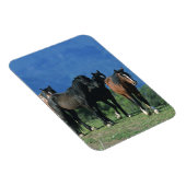 Wilde Mustang-paarden in de bergen Magneet (Rechterzijde)