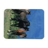 Wilde Mustang-paarden in de bergen Magneet (Horizontaal)