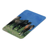 Wilde Mustang-paarden in de bergen Magneet (Linkerzijde)