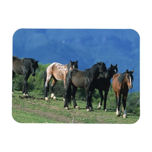 Wilde Mustang-paarden in de bergen Magneet (Horizontaal)