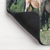 Wilde Mustang-paarden in de bergen Muismat (Hoek)