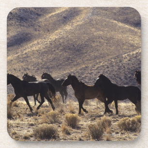 Wilde Mustang-paarden in de woestijn 1 Bier Onderzetter