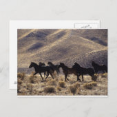 Wilde Mustang-paarden in de woestijn 1 Briefkaart (Voorkant / Achterkant)