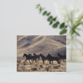 Wilde Mustang-paarden in de woestijn 1 Briefkaart (Staand voorkant)