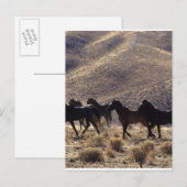 Wilde Mustang-paarden in de woestijn 1 Briefkaart (Voorkant / Achterkant)