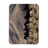 Wilde Mustang-paarden in de woestijn 1 Magneet (Verticaal)