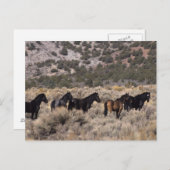 Wilde Mustang-paarden in de woestijn 2 Briefkaart (Voorkant / Achterkant)
