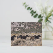 Wilde Mustang-paarden in de woestijn 2 Briefkaart (Staand voorkant)